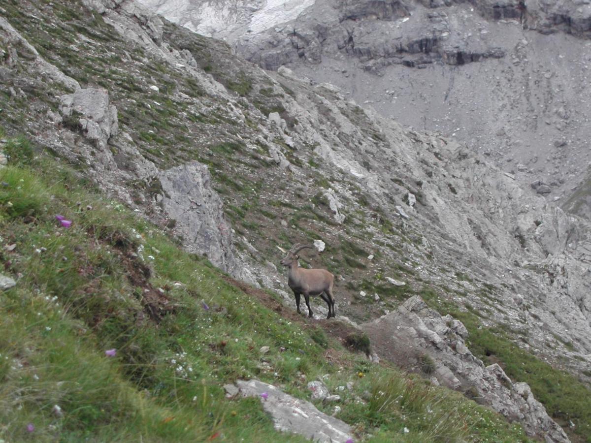 Casa Giulia Lejlighed Bormio Eksteriør billede